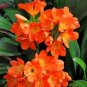 100 PCS Seeds Clivia Miniata Plant Gorgeous Bonsai Rare Bush Lily Flower Bonsai