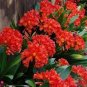 100 PCS Seeds Clivia Miniata Seeds Mixed 9 Colors Purple Red Green Orange Yellow Blue