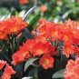 100 PCS Seeds Clivia Miniata Seeds Mixed 9 Colors Purple Red Green Orange Yellow Blue