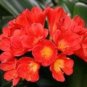 100 PCS Seeds Clivia Miniata Seeds Mixed 9 Colors Purple Red Green Orange Yellow Blue