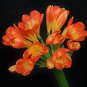 100 PCS Seeds Clivia Miniata Seeds Mixed 9 Colors Purple Red Green Orange Yellow Blue