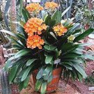 100 PCS Seeds Clivia Seeds Redish Orange Flowers