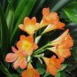 100 PCS Seeds Clivia Seeds Redish Orange Flowers