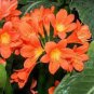 100 PCS Seeds Clivia Seeds Redish Orange Flowers