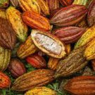 20 PCS Seeds Cocoa Seeds Theobroma Cacao 20 PCS Seeds Cocoa Seeds Theobroma Cacao