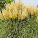 300 PCS Seeds Colorful Pampas Grass Cortaderia Bonsai