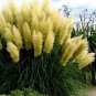 300 PCS Seeds Colorful Pampas Grass Cortaderia Bonsai