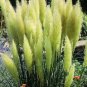 300 PCS Seeds Colorful Pampas Grass Cortaderia Bonsai