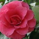 50 PCS Seeds Common Camellia Seeds Pink Flowers