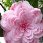 50 PCS Seeds Common Camellia Seeds Pink Flowers