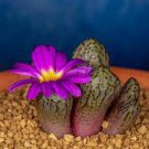 20 PCS Seeds Conophytum mix Succulents Garden Plants 20 PCS Seeds Conophytum mix Succulents Garden Plants