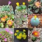 20 PCS Seeds Conophytum mix Succulents Garden Plants