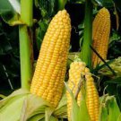 100 PCS Seeds Corn 'Super Sweet 2008' Fruit Corn