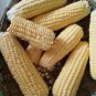 100 PCS Seeds Corn 'Super Sweet 2008' Fruit Corn
