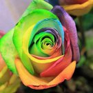 50 PCS Seeds Crazy Rainbow Rose