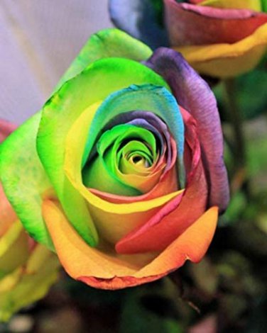 50 PCS Seeds Crazy Rainbow Rose