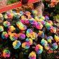 50 PCS Seeds Crazy Rainbow Rose seeds big blooms a must for home garden