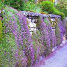 200 PCS Seeds Creeping Thyme Seeds Rock CRESS Plant Mixed Pink and White Colors