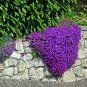 200 PCS Seeds Creeping Thyme Seeds Rock CRESS Plant Mixed Pink and White Colors