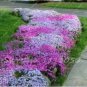200 PCS Seeds Creeping Thyme Seeds Rock CRESS Plant Mixed Pink and White Colors