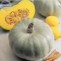 10 PCS Seeds Crown Squash