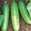 10 PCS Seeds Cucumber Dark Green few Barbed Slippy Vegetable 10 PCS Seeds Cucumber Dark Green few Barbed Slippy Vegetable