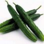 10 PCS Seeds Cucumber Dark Green few Barbed Slippy Vegetable