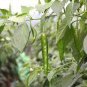 20 PCS Seeds Cucumber Mixed Mini Small Medium Large Vegetable