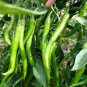 20 PCS Seeds Cucumber Mixed Mini Small Medium Large Vegetable