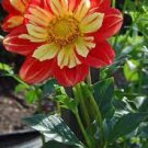 50 PCS Seeds Dahlia Collarette Dandy Mix Seeds Bright Red Flowers with Yellow Centre 50 PCS Seeds Dahlia Collarette Dandy Mix Seeds Bright Red Flowers with Yellow Centre