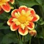 50 PCS Seeds Dahlia Collarette Dandy Mix Seeds Bright Red Flowers with Yellow Centre
