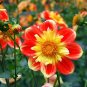 50 PCS Seeds Dahlia Collarette Dandy Mix Seeds Bright Red Flowers with Yellow Centre