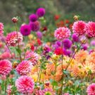 50 PCS Seeds Dahlia Flower Seed Mexico's National Flower Garden Plants Garden Supplies Home Potted