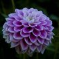 50 PCS Seeds Dahlia Flower Seed Mexico's National Flower Garden Plants Garden Supplies Home Potted