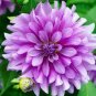 50 PCS Seeds Dahlia Flower Seed Mexico's National Flower Garden Plants Garden Supplies Home Potted