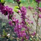 50 PCS Seeds Daphne Mezereum February Daphne Shrub