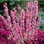 50 PCS Seeds Daphne Mezereum February Daphne Shrub