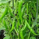 50 PCS Seeds Dark Green Horn Pepper Vegetable