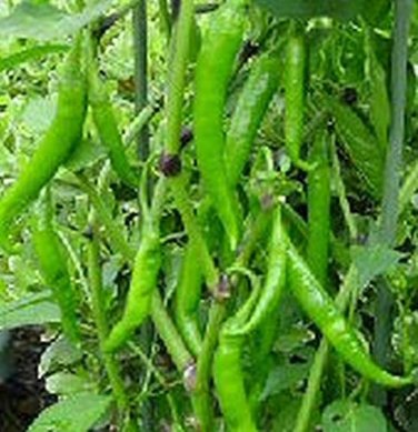 50 PCS Seeds Dark Green Horn Pepper Vegetable