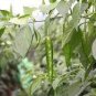50 PCS Seeds Dark Green Horn Pepper Vegetable