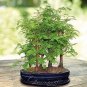 50 PCS Seeds Dawn Redwood Bonsai Tree Grove Metasequoia Glyptostroboides Bonsai