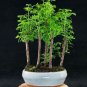50 PCS Seeds Dawn Redwood Bonsai Tree Grove Metasequoia Glyptostroboides Bonsai