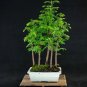 50 PCS Seeds Dawn Redwood Bonsai Tree Grove Metasequoia Glyptostroboides Bonsai