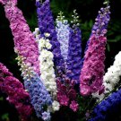 100 PCS Seeds Delphinium Bonsai Flower Forking Larkspur Salmon King Garden