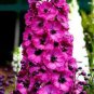100 PCS Seeds Delphinium Bonsai Flower Forking Larkspur Salmon King Garden