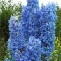 100 PCS Seeds Delphinium Bonsai Flower Forking Larkspur Salmon King Garden