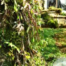 1 PCS Seeds Dendrobe Seeds (Flower Powder) Dendrobium Orchid Flowers Herba Dendrobii