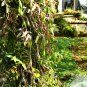 1 PCS Seeds Dendrobe Seeds (Flower Powder) Dendrobium Orchid Flowers Herba Dendrobii