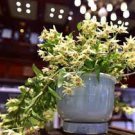 1 PCS Seeds Dendrobium officinale Seeds (Flower Powder) Mixed Colors Flowers 1 PCS Seeds Dendrobium officinale Seeds (Flower Powder) Mixed Colors Flowers