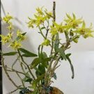 1 PCS Seeds Dendrobium officinale Seeds (Flower Powder) Purple Flowers